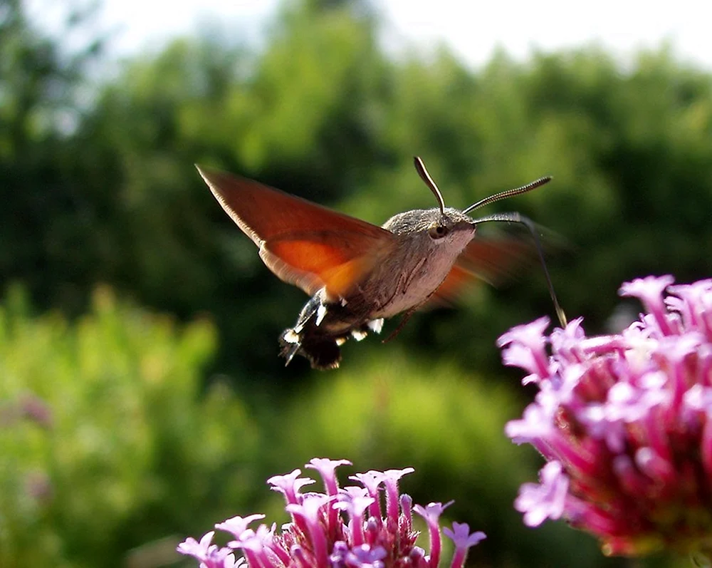 Rotschwanzkolibri
