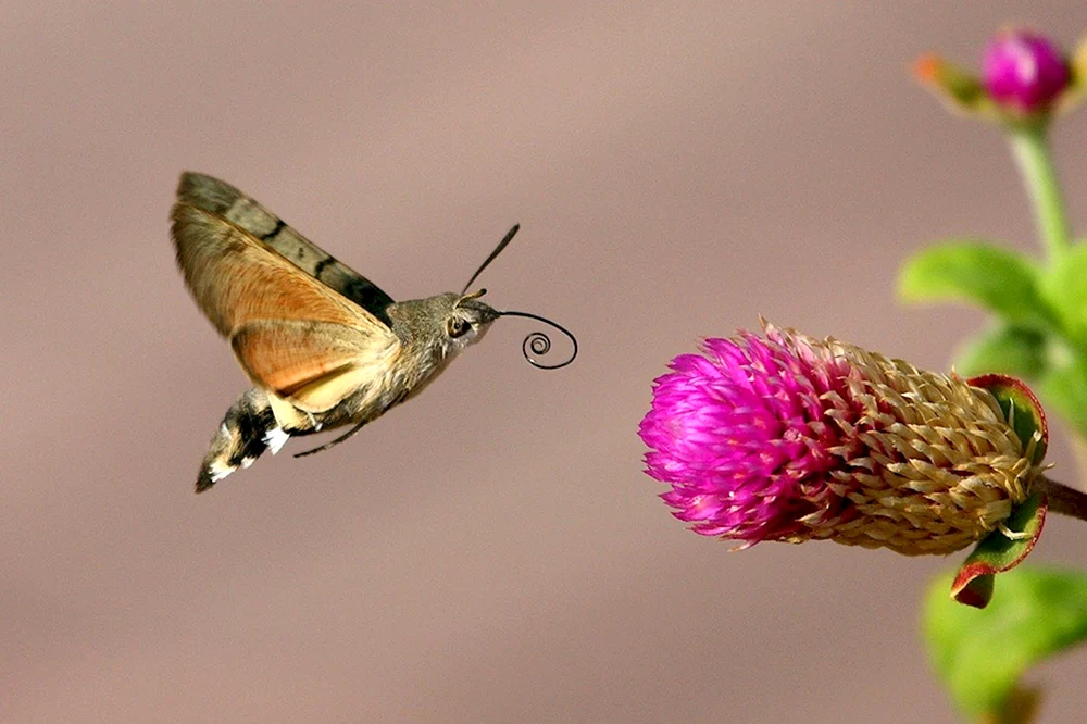 Adlerschnabelkolibri von Sri Lanka