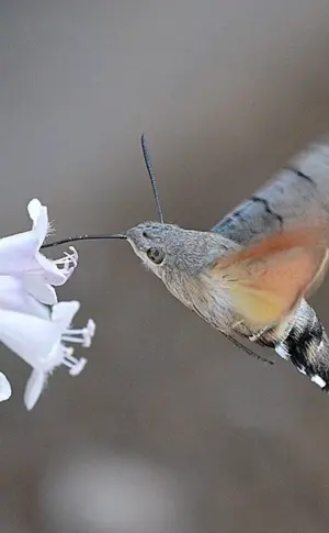 Krimkolibri