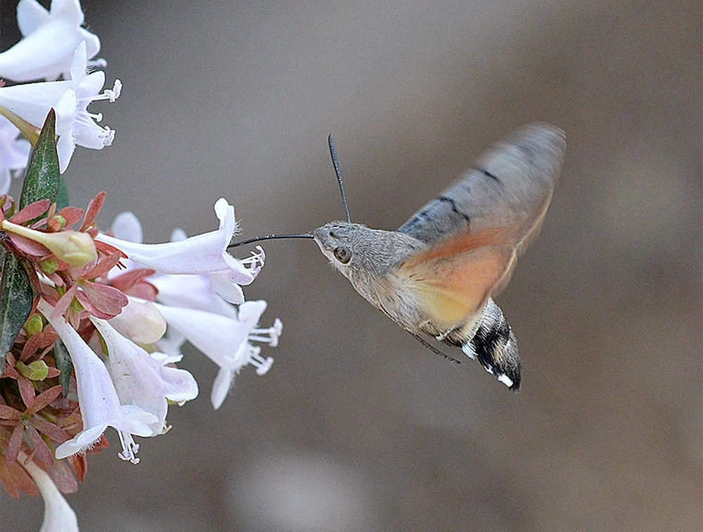 Krimkolibri