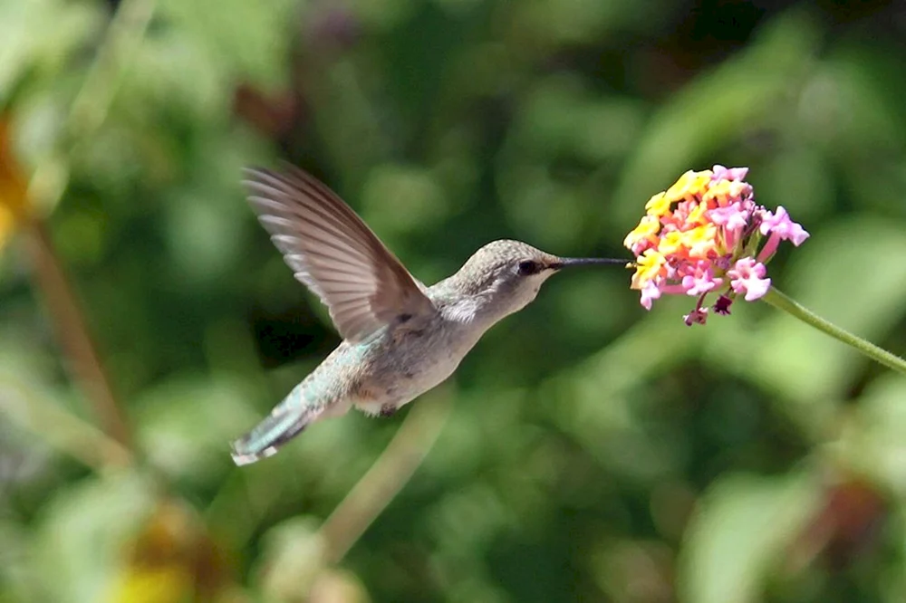 Krümelkolibri