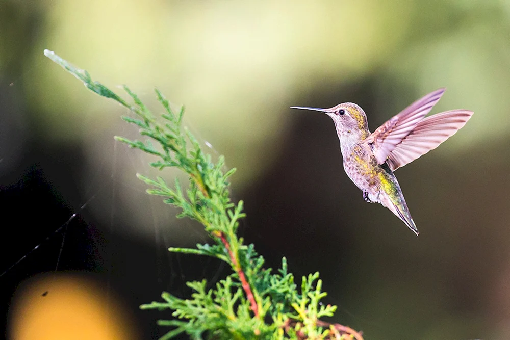 Krümelkolibri