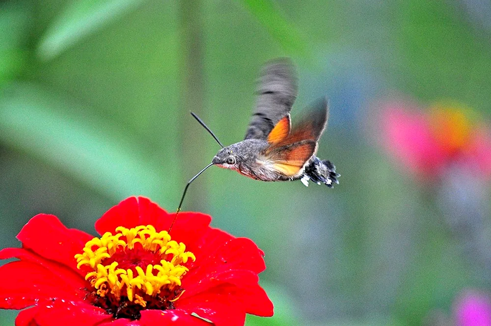 Zungenkolibri