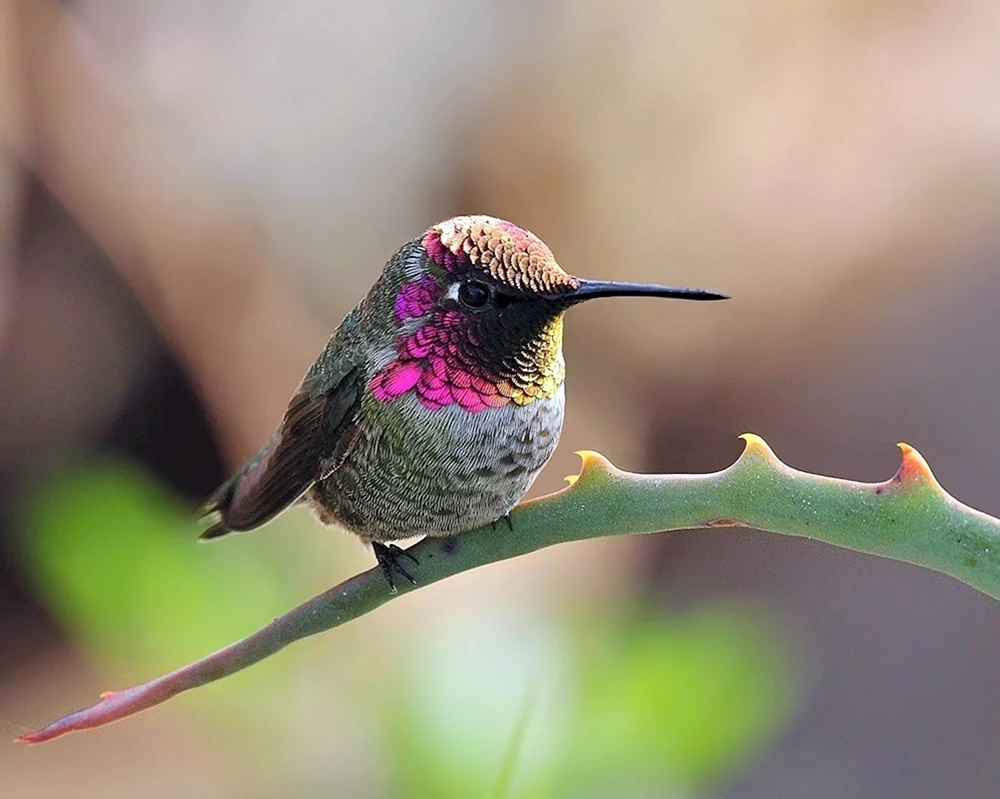 Colibri in Thailand