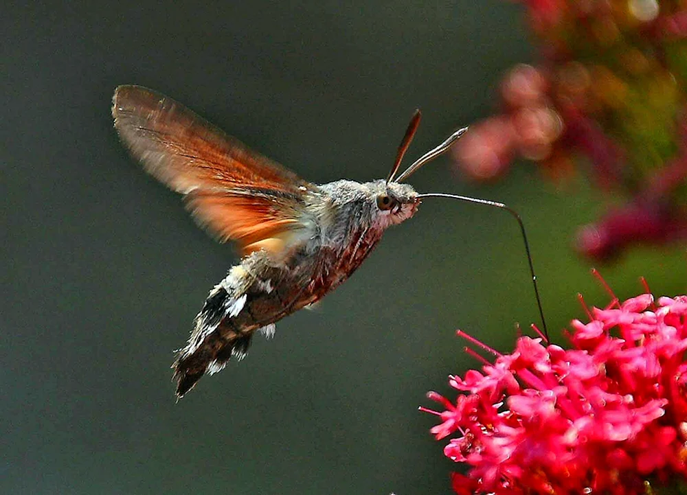 Colibri in Kanada