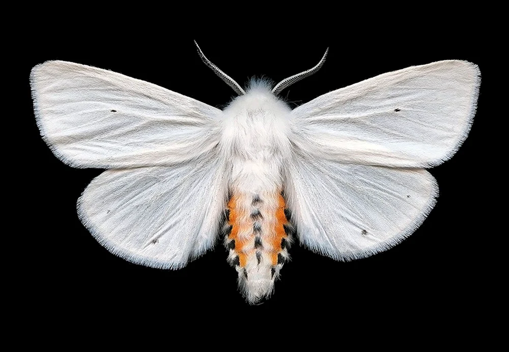 Maulbeerseidenspinner