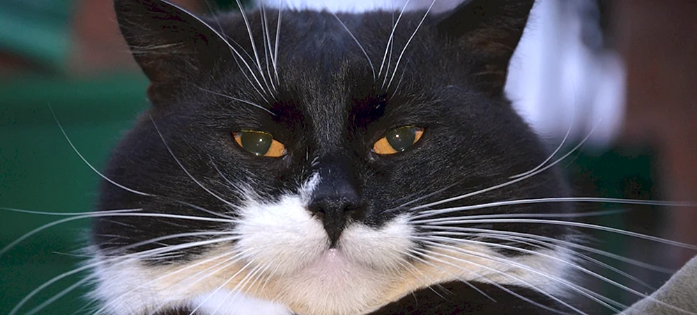 Brasilianische Kurzhaarkatze schwarz-weiß