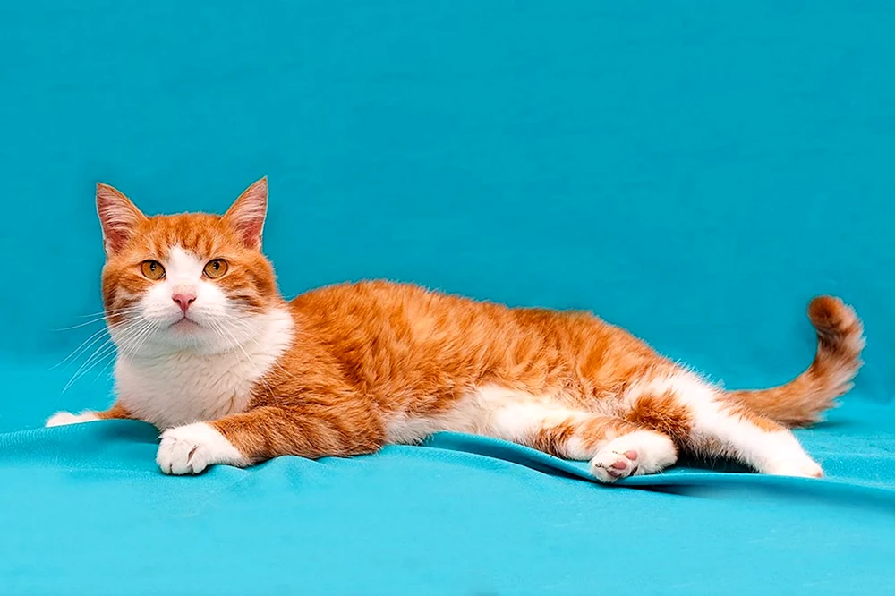 Brasilianische Kurzhaarkatze rot
