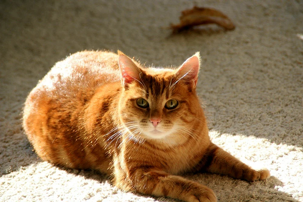 Ingwer-Katze