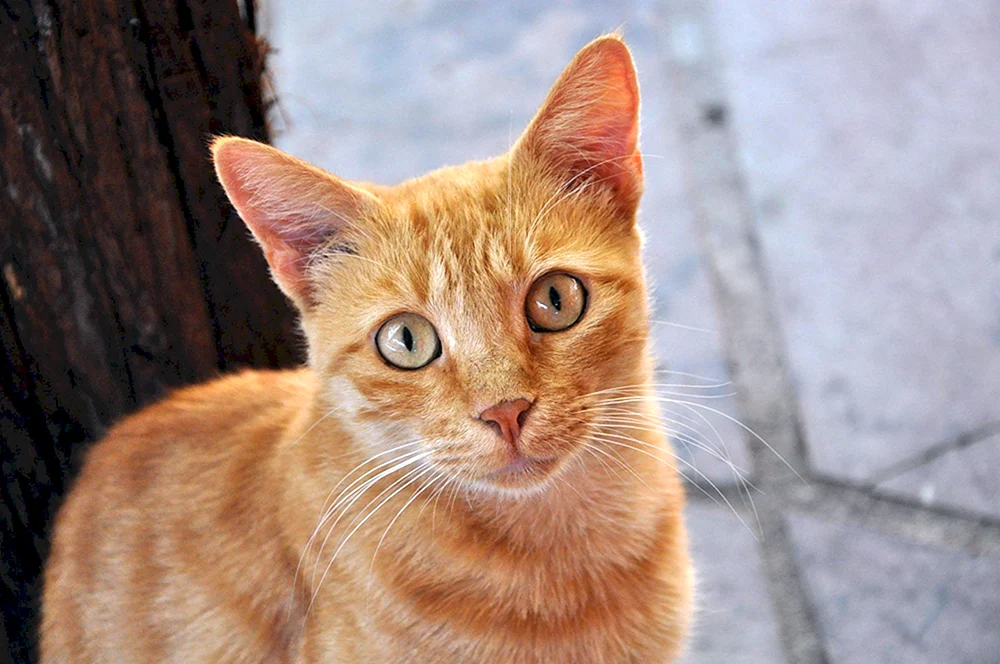 Katzenohren