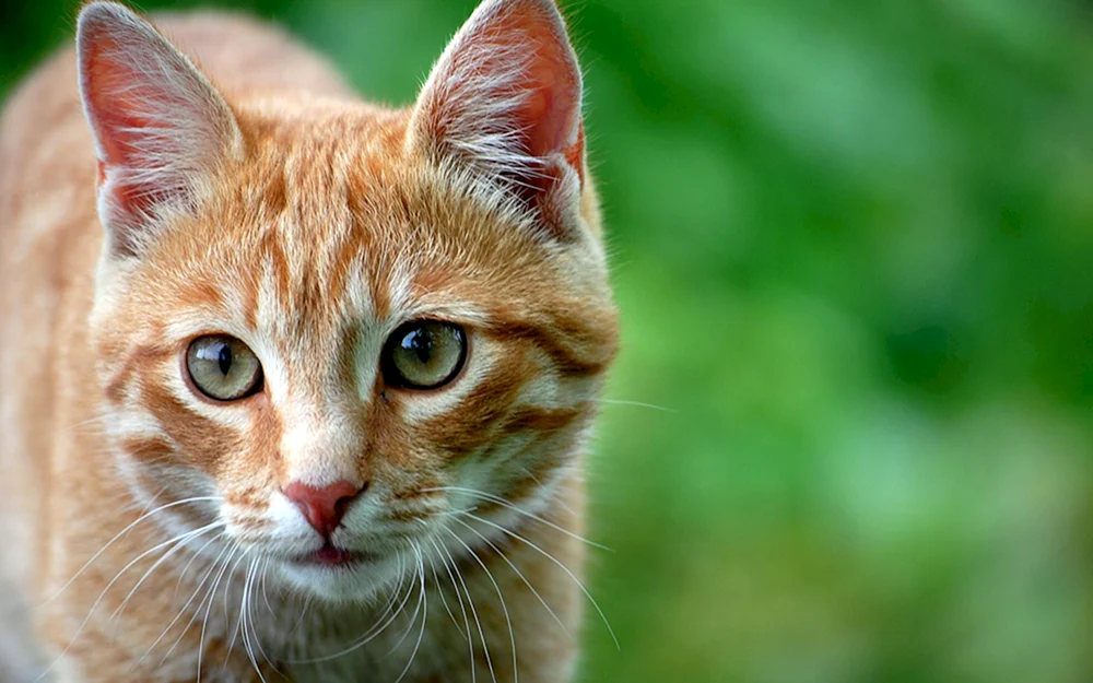 Katzengesicht