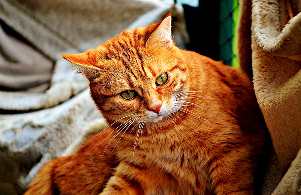Europäisch Kurzhaar Katze ingwer