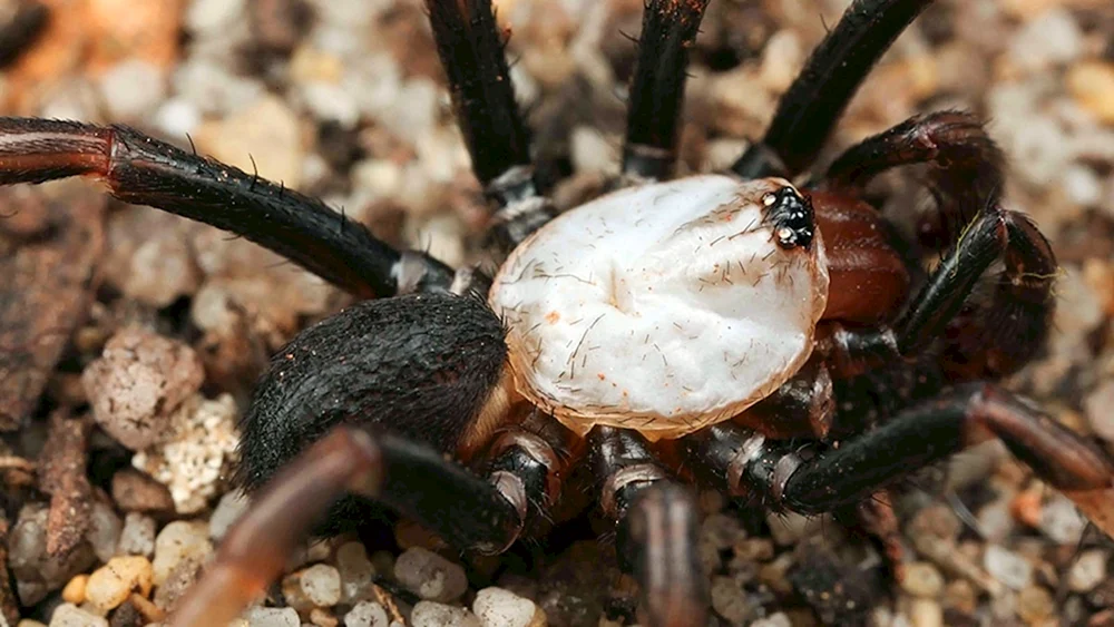 Eresus Rote Spinne