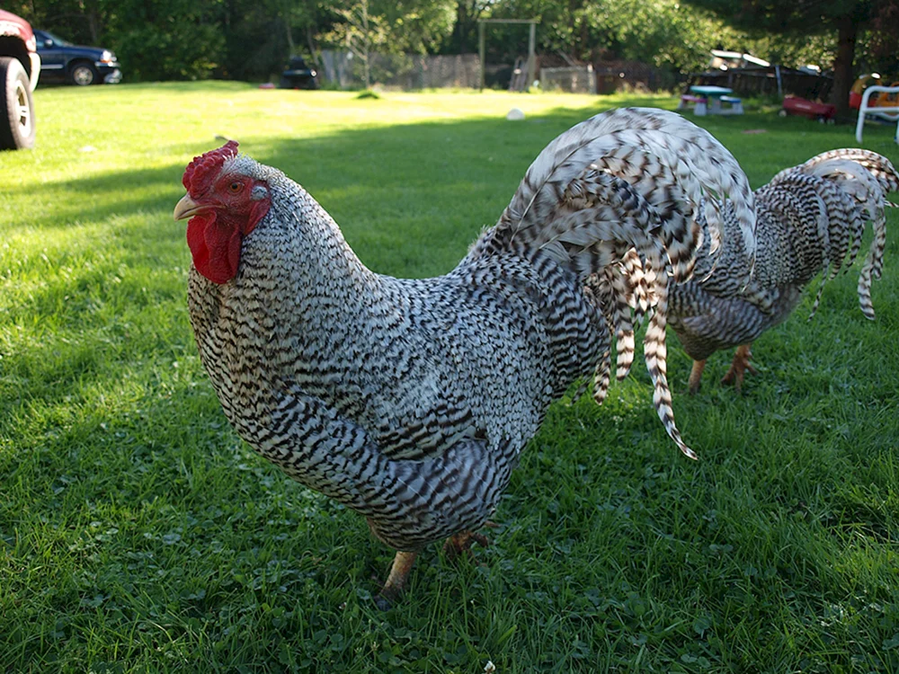 Brama viandot