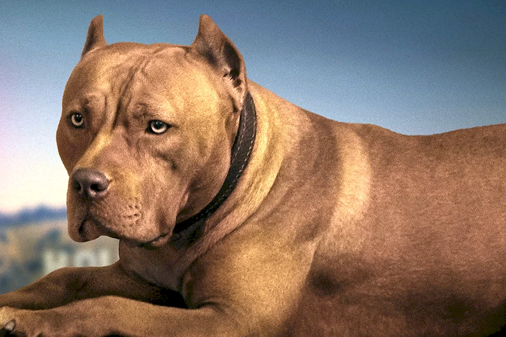 Amerikanischer Staffordshire Terrier