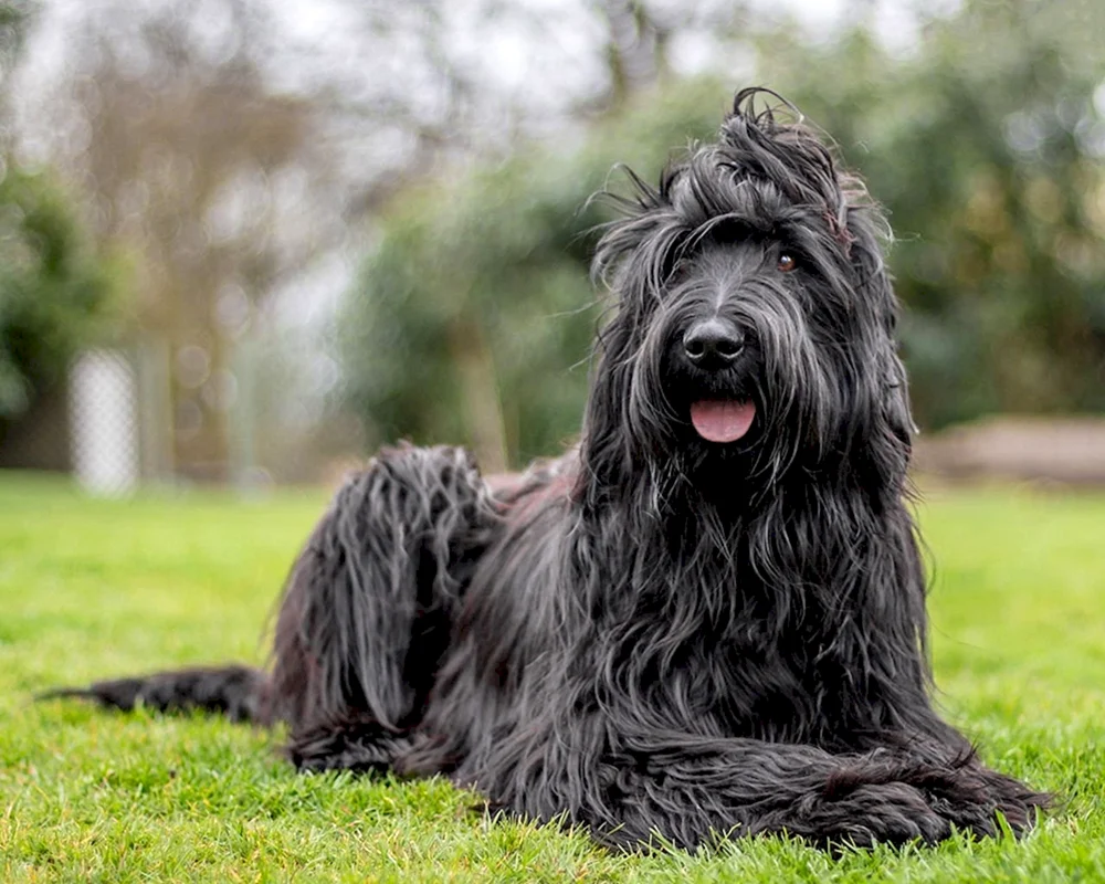 Briar Terrier