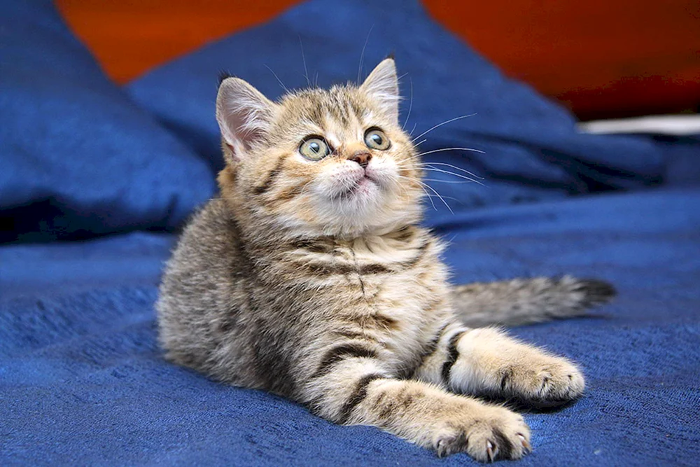 Europäische Kurzhaarkatze getigert