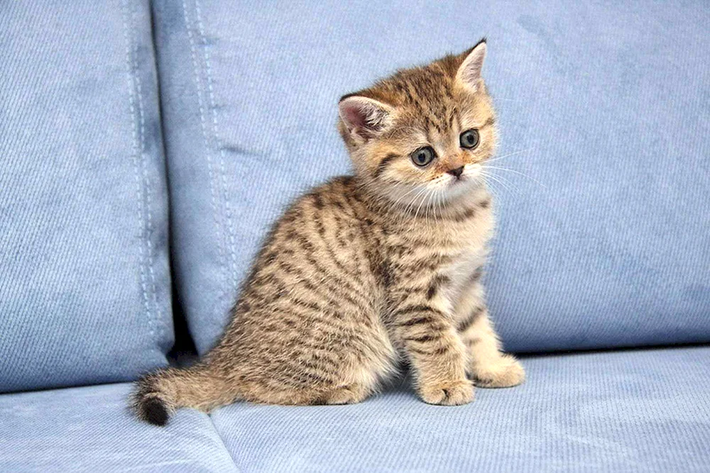 Britisch gestromt tabby