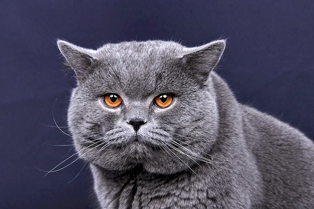 Britische Katze Katze