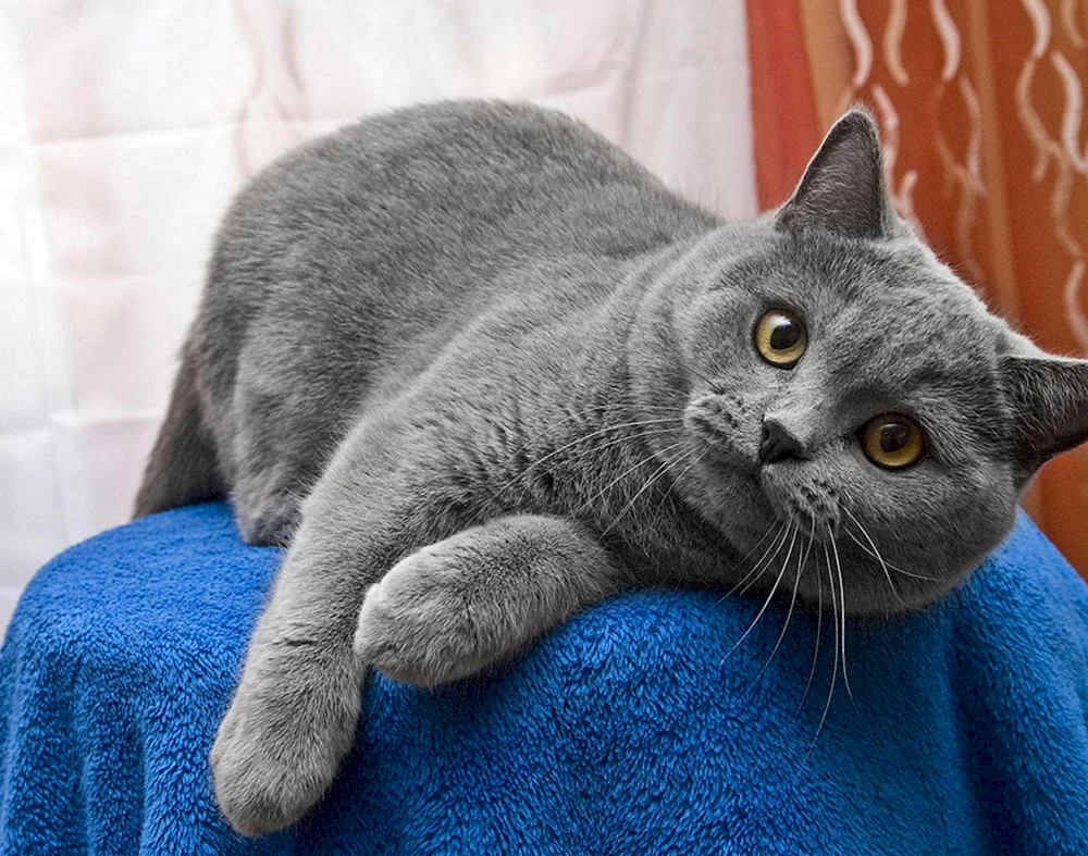 Britische Katze hellgrau groß