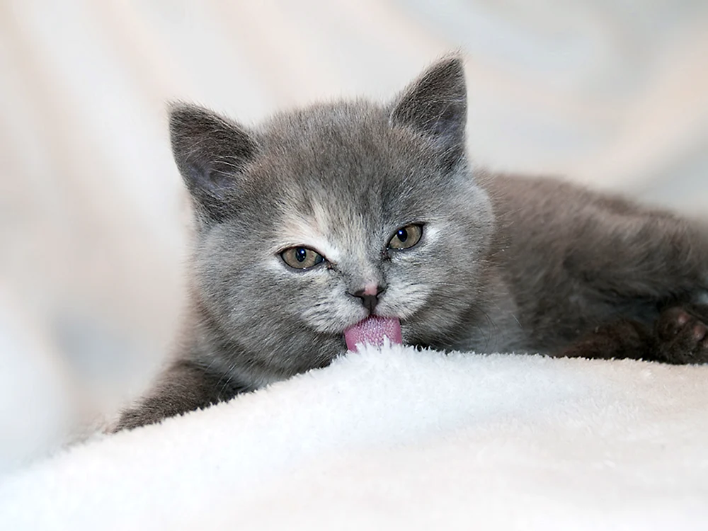 Britische Katzenrasse