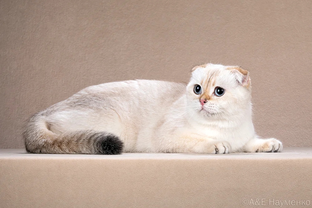 Britisches Chinchilla