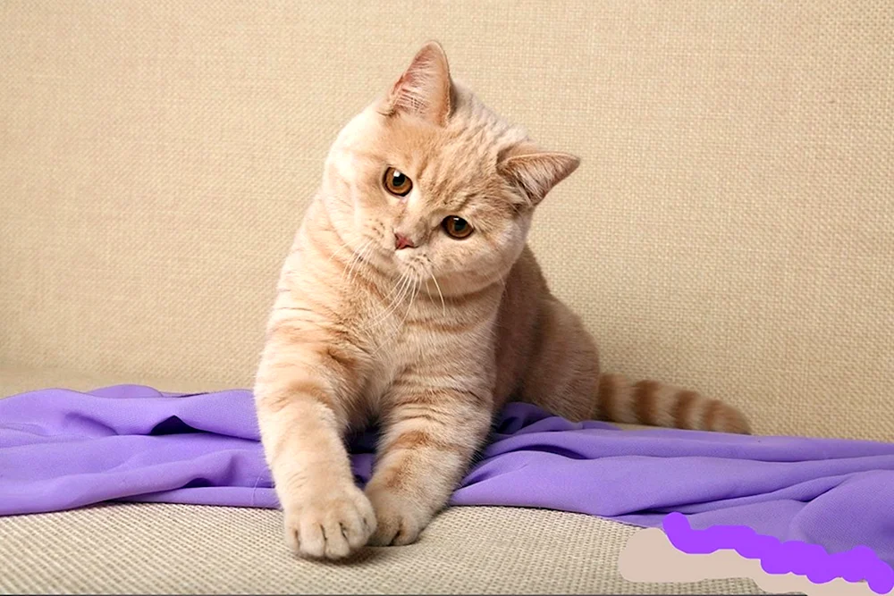 British Scottish Straight Pfirsich Katze