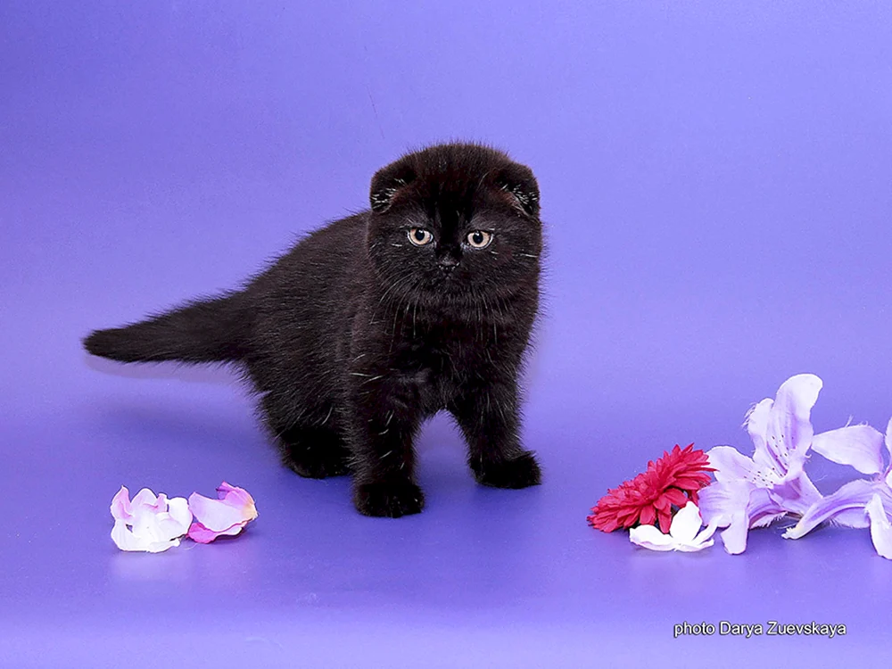 Schottish Scottish Fold black