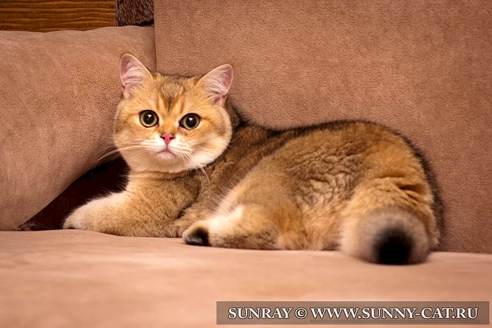 Britisches Goldenes Chinchilla Schopfohr