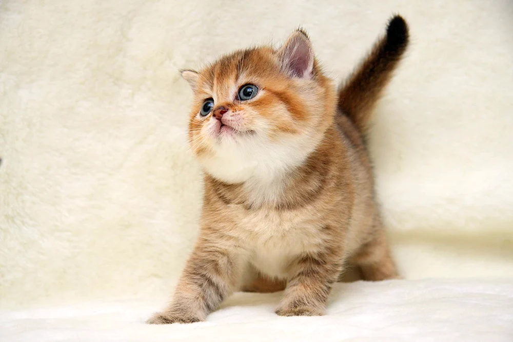 Britisches Goldenes Chinchilla