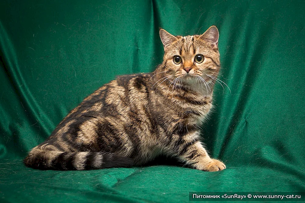 Britisch marmoriert gestromt Katze