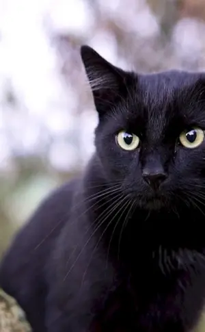 Britische Bombay-Katze