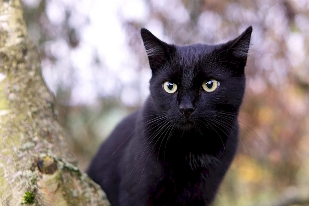 Britische Bombay-Katze
