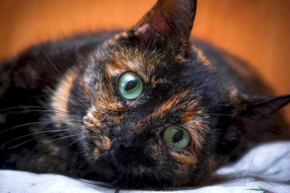 Britische schildpatt-Katze