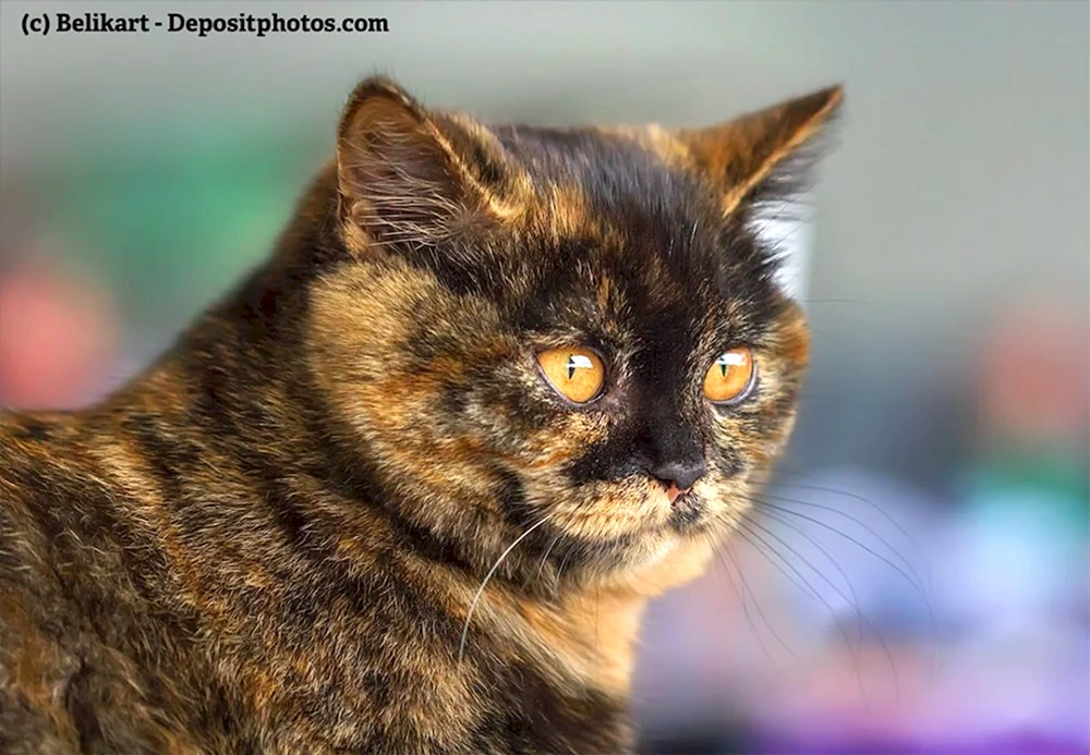 Europäische kurzhaarige schildpatt Katze