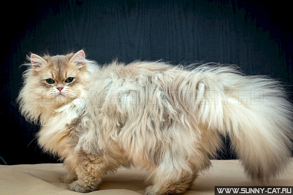 Scottish Highland Cat Gerade