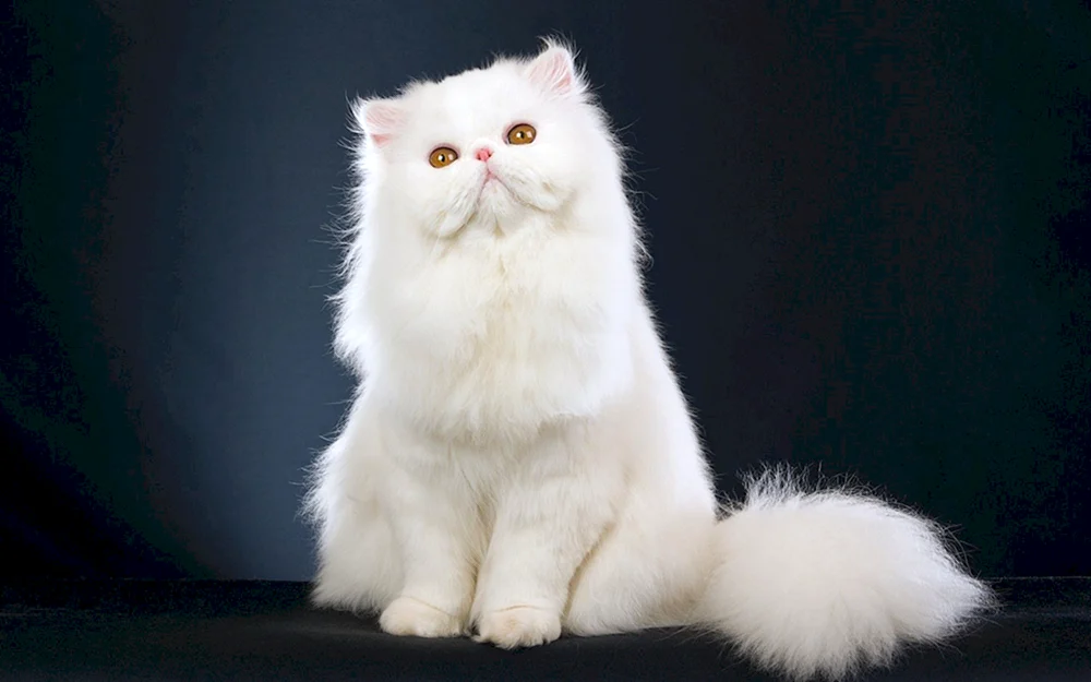 Britische Langhaarkatze