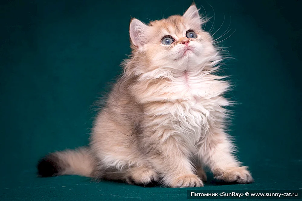 Britische Langhaar-Katze