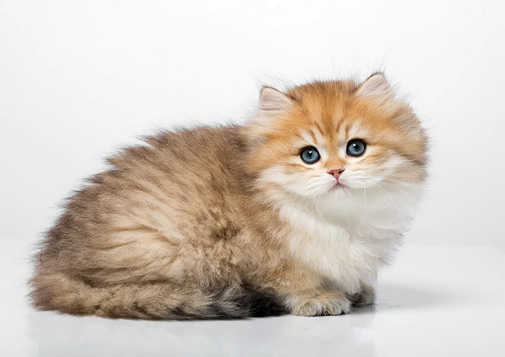 Britische Langhaar-Katze