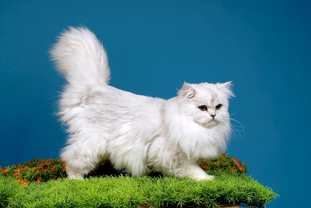 Britische Langhaar-Chinchilla-Katze