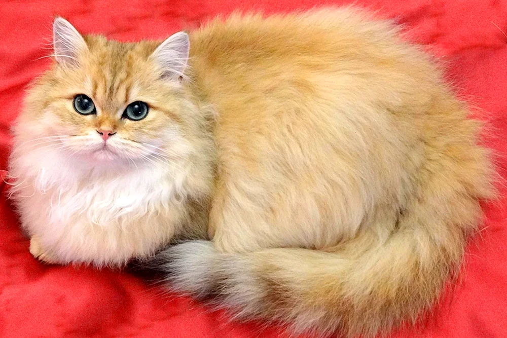 Goldenes Chinchilla Langhaarkatze