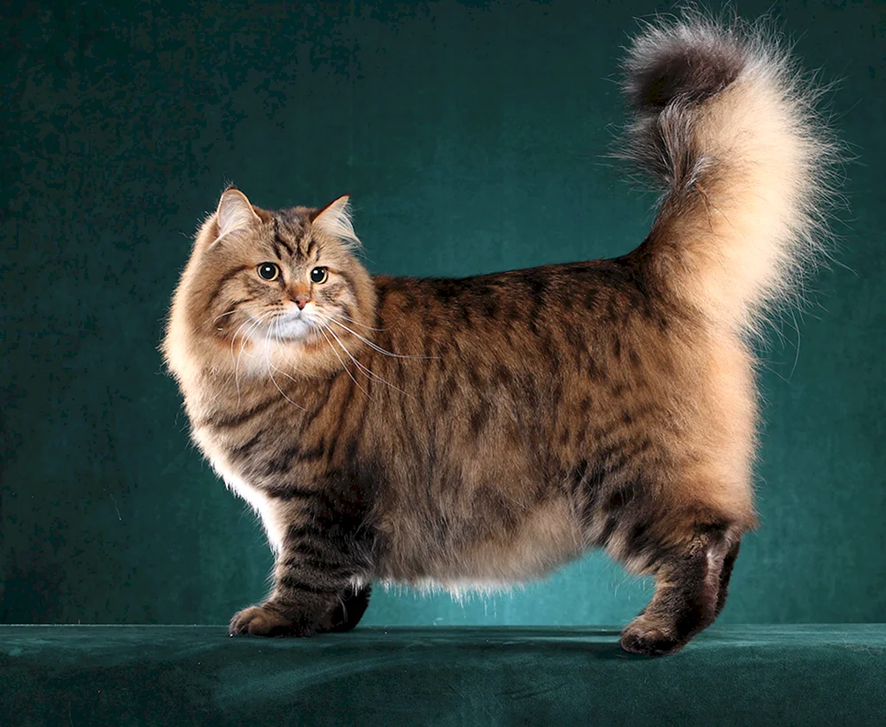 Sibirische Langhaarkatze