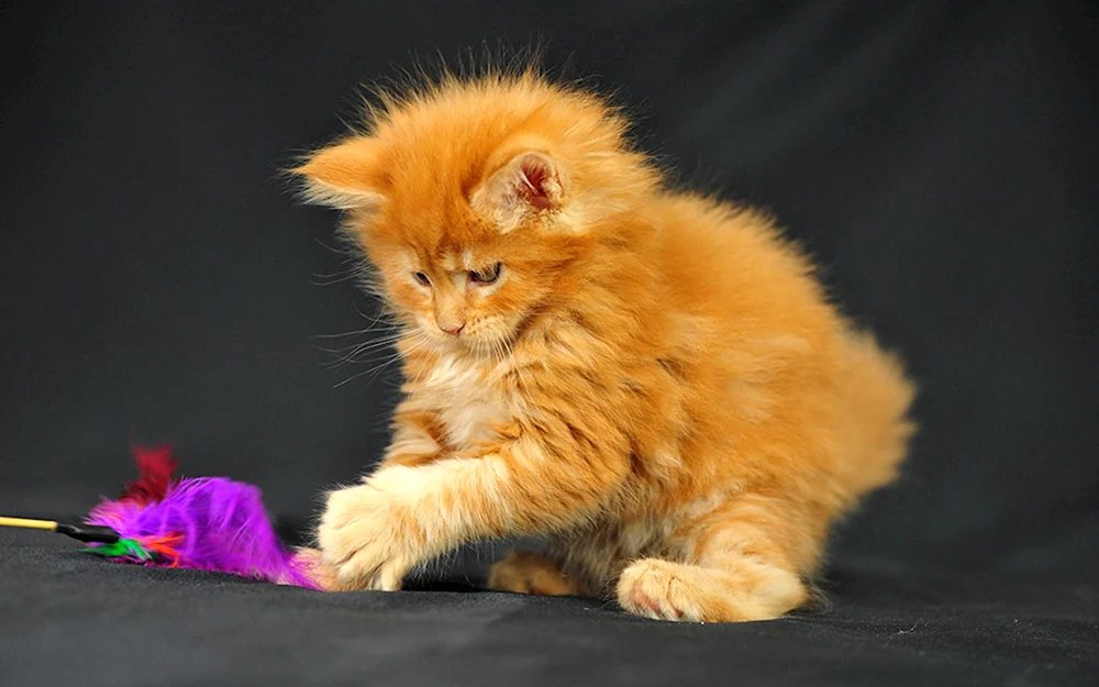 Britische Langhaarkatze rot