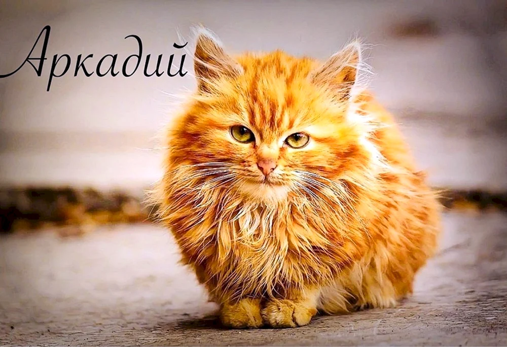 Britische Langhaarkatze ingwer