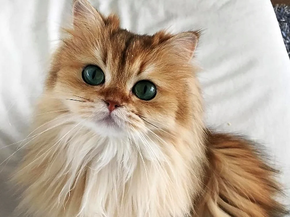 Katzen