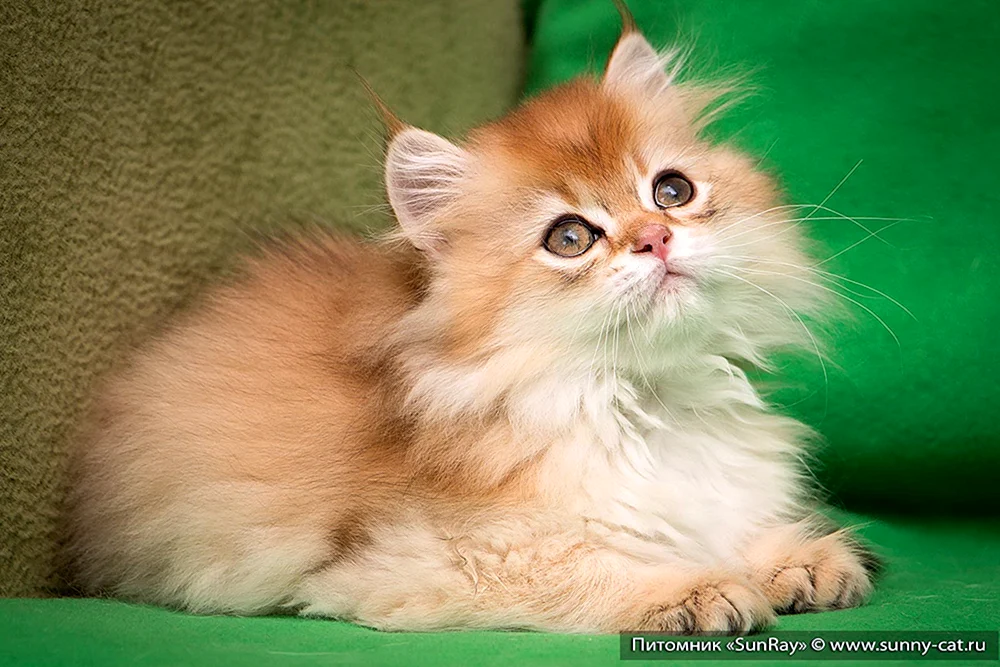 Britische Goldene Katze Langhaar-Chinchilla