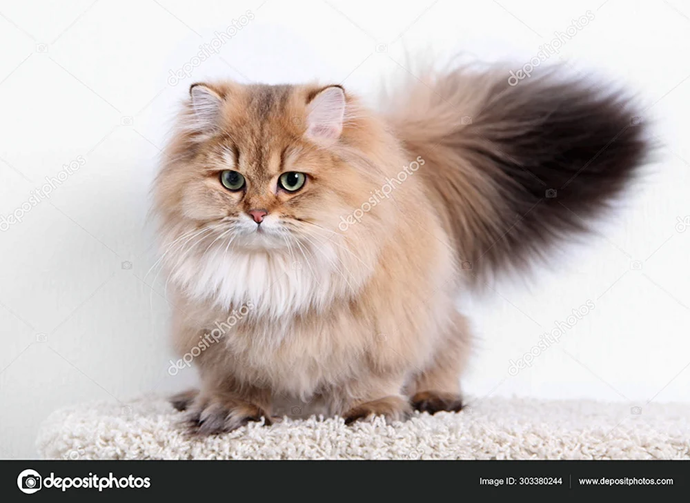 Britische Langhaar-Chinchilla-Katze
