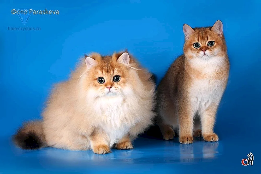 Britisches Goldenes Chinchilla Langhaarkatze