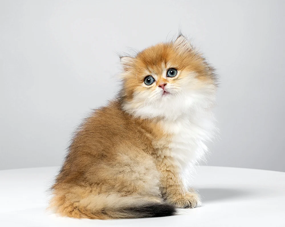 Britische Chinchilla langhaarige Katze