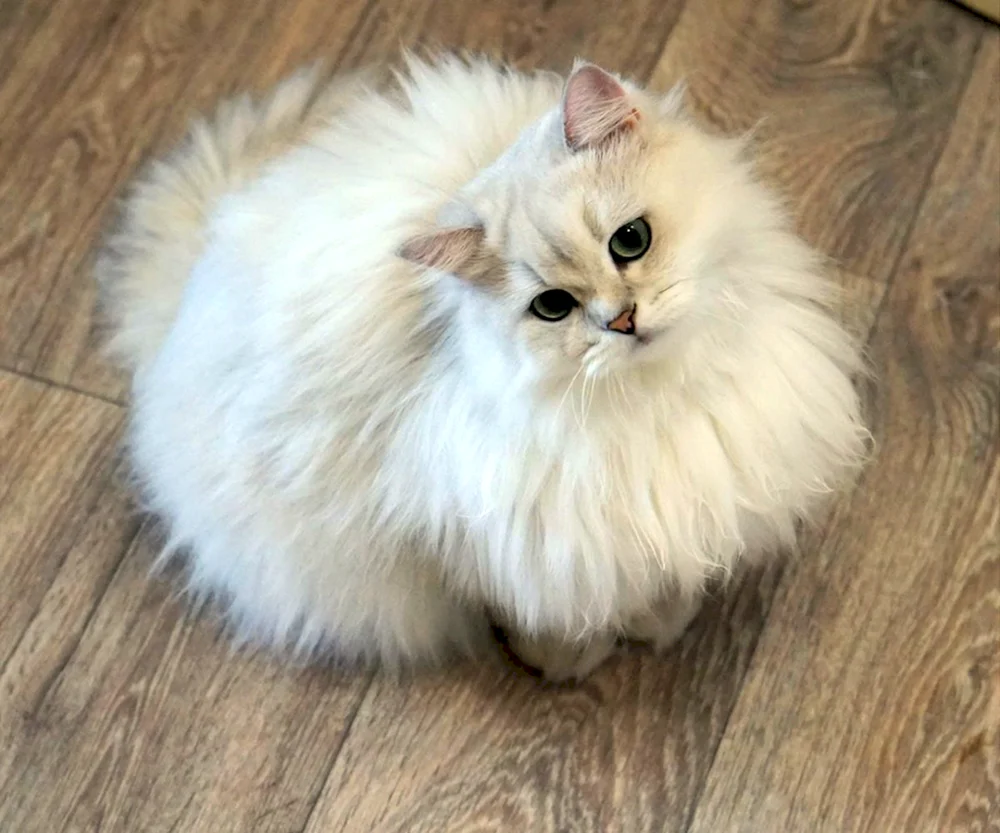 Britische Chinchilla langhaarige Katze